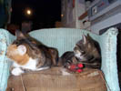 cats on chair 1.jpg